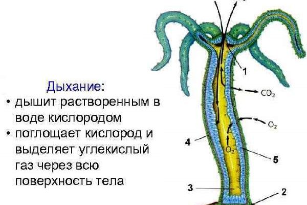 Mega ссылка тор зеркало